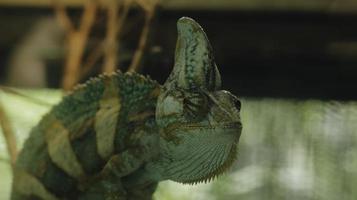 A closeup portrait of a beautiful Ambilobe chameleon panther on a branch photo