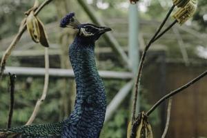 A portrait of a peacock or a blue peafowl, a large and brightly colored bird, is a species of peafowl native to South Asia, but also in many other parts of the world. photo