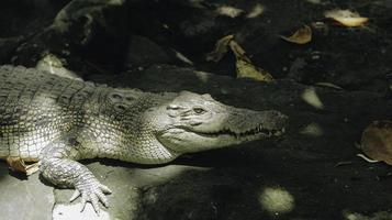 A portrait of spectacled caiman or white caiman or common caiman photo