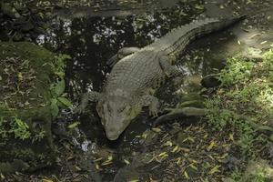 A portrait of spectacled caiman or white caiman or common caiman photo