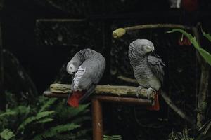 A portrait of grey Kakaktua birds or Cockatoo birds sitting on a branch, taken in Gembira Loka Zoo Yogyakarta, Indonesia photo