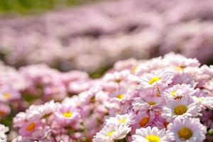 beautiful white daisies  symbol of pure heart  innocence and friendship photo