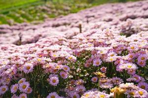 beautiful white daisies  symbol of pure heart  innocence and friendship photo