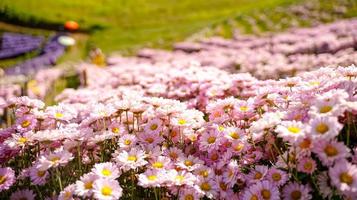 beautiful white daisies  symbol of pure heart  innocence and friendship photo