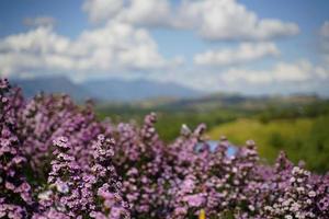 Margaret flower field  On Khao Kho, Thailand  Beautiful purple flowers, Margaret flowers, are popular for planting as ornamental plants.  and convey sincerity, true love photo