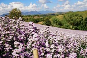 Margaret flower field  On Khao Kho, Thailand  Beautiful purple flowers, Margaret flowers, are popular for planting as ornamental plants.  and convey sincerity, true love photo