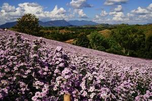 Margaret flower field  On Khao Kho, Thailand  Beautiful purple flowers, Margaret flowers, are popular for planting as ornamental plants.  and convey sincerity, true love photo