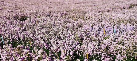 Margaret flower field On Khao Kho, Thailand Beautiful purple flowers, Margaret flowers, are popular for planting as ornamental plants. and convey sincerity, true love photo