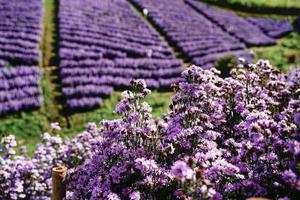 Margaret flower field On Khao Kho, Thailand Beautiful purple flowers, Margaret flowers, are popular for planting as ornamental plants. and convey sincerity, true love photo