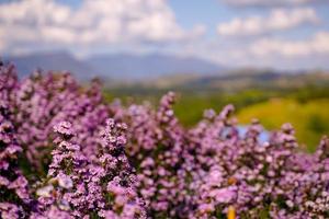 Margaret flower field  On Khao Kho, Thailand  Beautiful purple flowers, Margaret flowers, are popular for planting as ornamental plants.  and convey sincerity, true love photo