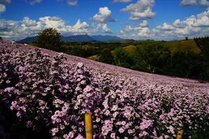 Margaret flower field  On Khao Kho, Thailand  Beautiful purple flowers, Margaret flowers, are popular for planting as ornamental plants.  and convey sincerity, true love photo