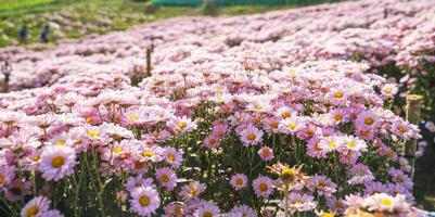 beautiful white daisies  symbol of pure heart  innocence and friendship photo