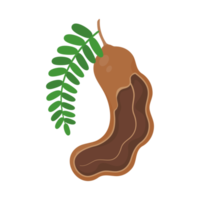 Sweet tamarind. A healthy fruit that is high in fiber. Help the digestive system for vegetarians png
