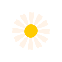 marguerite blanche. fleurs épanouies au printemps. png