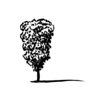 Hand drawn beech tree sketch. Vector beech tree miniature isolated