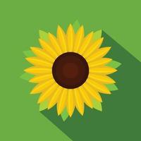 Nice sunflower icon, flat style vector