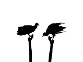 Silhouette of the Black Vulture Bird, Based on my Photography as Image Reference, Location in Nickerie, Suriname, South America. Vector Illustration