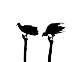 Silhouette of the Black Vulture Bird, Based on my Photography as Image Reference, Location in Nickerie, Suriname, South America. Vector Illustration