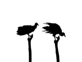 Silhouette of the Black Vulture Bird, Based on my Photography as Image Reference, Location in Nickerie, Suriname, South America. Vector Illustration