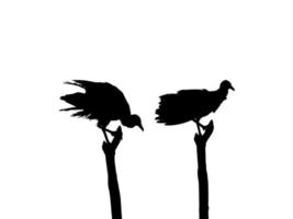 Silhouette of the Black Vulture Bird, Based on my Photography as Image Reference, Location in Nickerie, Suriname, South America. Vector Illustration