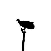 Silhouette of the Black Vulture Bird, Based on my Photography as Image Reference, Location in Nickerie, Suriname, South America. Vector Illustration