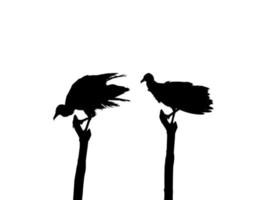 Silhouette of the Black Vulture Bird, Based on my Photography as Image Reference, Location in Nickerie, Suriname, South America. Vector Illustration