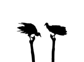 Silhouette of the Black Vulture Bird, Based on my Photography as Image Reference, Location in Nickerie, Suriname, South America. Vector Illustration