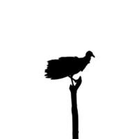 Silhouette of the Black Vulture Bird, Based on my Photography as Image Reference, Location in Nickerie, Suriname, South America. Vector Illustration