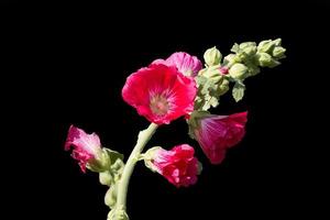 Alcea rosea in the black background photo