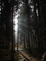 luz mística de otoño en el bosque fácil por la mañana foto