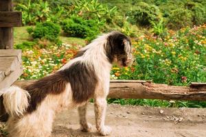 Fluffy black and white dog is standing near to fence and looking on field with bright colorful flowers. photo