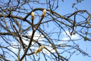 chestnut branches with large swollen buds against the blue spring sky photo