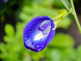 flor de guisante de mariposa macro guisante azul, bluebellvine, guisante cordofan, clitoria ternatea con hojas verdes aisladas sobre fondo borroso. en una brillante toma matutina. foto