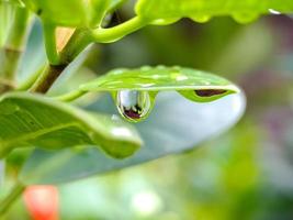 macro Beautiful big morning dew drop in nature, selective focus. Transparent clean water drops on a leaf. natural green blur background. photo