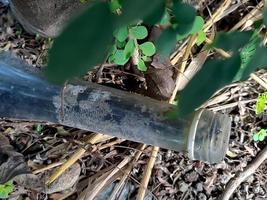 used syrup bottles embedded in the ground with green grass in between the bottles. photo