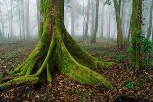 tiro medio de árbol verde, bosque y niebla con árbol en la mañana foto