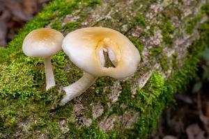 Nature white mushroom growth on the died wood and green moss rain forest photo