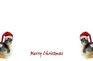 Christmas greeting card with the words Merry Christmas and chicks wearing Santa's red hat on a white background. photo