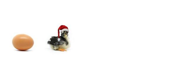 Christmas chick. Christmas chick and an egg isolated on white background. photo