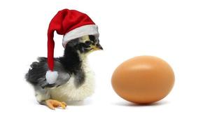 Christmas chick. Christmas chick and an egg isolated on white background. photo