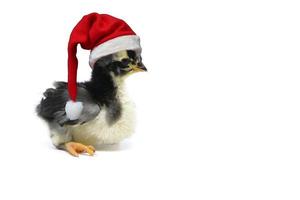 Christmas Chick. christmas chick isolated on white background. photo