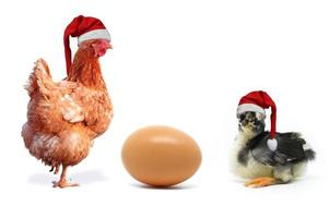 Christmas Chicken, Chick and Egg. Egg, Chicken and Chick Christmas and one egg isolated on white background. photo