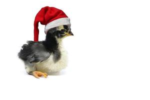 Christmas Chick. christmas chick isolated on white background. photo