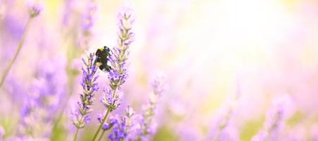 las flores de lavanda plantan y florecen en el fondo de la naturaleza borrosa. fondo floral hermosa flor de lavanda y abeja naturaleza.abejorro en lavanda.fuente abstracta. foto