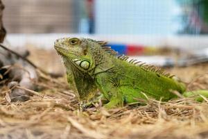 primer plano de una iguana verde sobre hierba seca foto