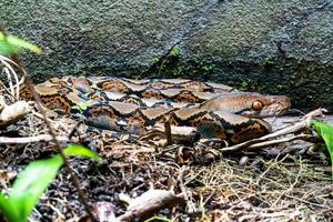 serpiente boa constrictor en el suelo foto