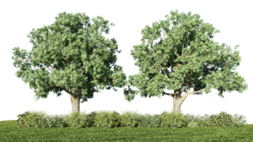 3d rendering illustration tree isolate png
