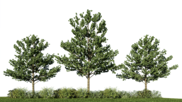 3D rendering ilustración árbol aislado png