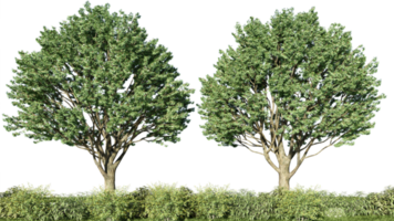 3d rendering illustration tree isolate png