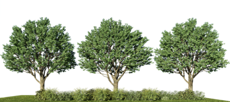 isolado de árvore de ilustração de renderização 3D png